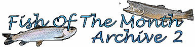 Fish of the Month Archive