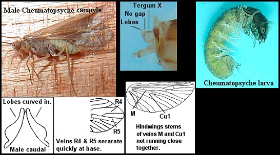 Aquatic insect, Cheumatopsyche campyla, Little Sister Sedge, Delaware, river, identification, mayflies, caddisflies, stoneflies.
