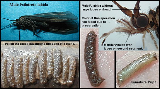 Aquatic insect, Psilotreta labida, Black Caddis, Delaware, river, identification, mayflies, caddisflies, stoneflies.