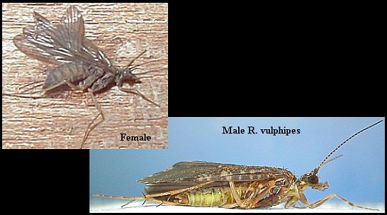 Aquatic insect, Rhyacophila species, Green Sedge, Delaware, river, identification, mayflies, caddisflies, stoneflies.