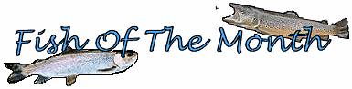 Fish of The Month