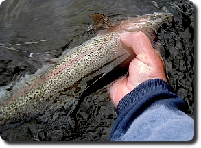 Delaware River brown trout