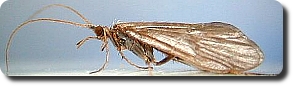 Neophylax oligius, Tan Caddis Fly