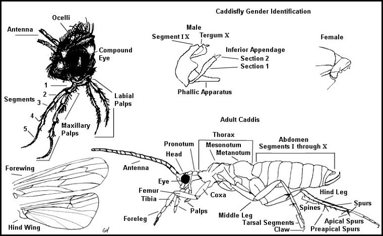 Aquatic insect, anatomy, Delaware, river, identification, mayflies, caddisflies, stoneflies.