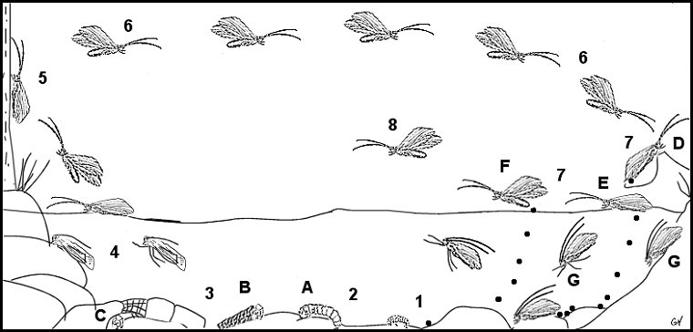 Aquatic insect, anatomy, Delaware, river, identification, mayflies, caddisflies, stoneflies.