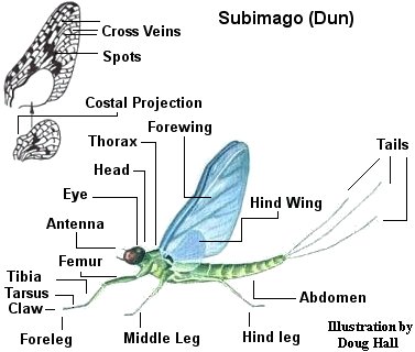 Aquatic insect, Mayfly, Dun, Genus, Delaware, river, identification, mayflies, caddisflies, stoneflies.