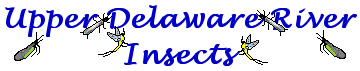 Aquatic insect, Delaware, river, identification, mayflies, caddisflies, stoneflies.