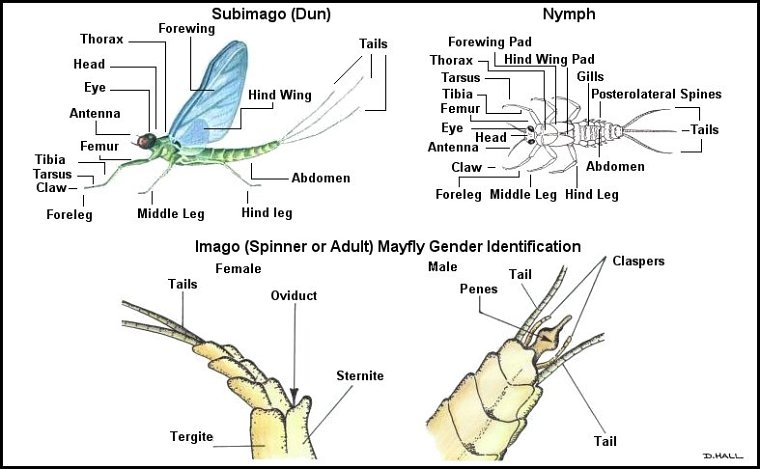 Aquatic insect, anatomy, Delaware, river, identification, mayflies, caddisflies, stoneflies.