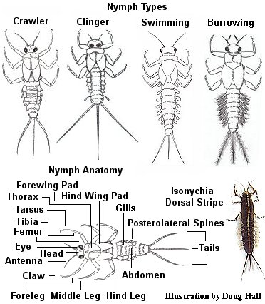 Aquatic insect, Paraleptophlebia adoptiva, Small Dark Quill, Blue Quill, Delaware, river, identification, mayflies, caddisflies, stoneflies.