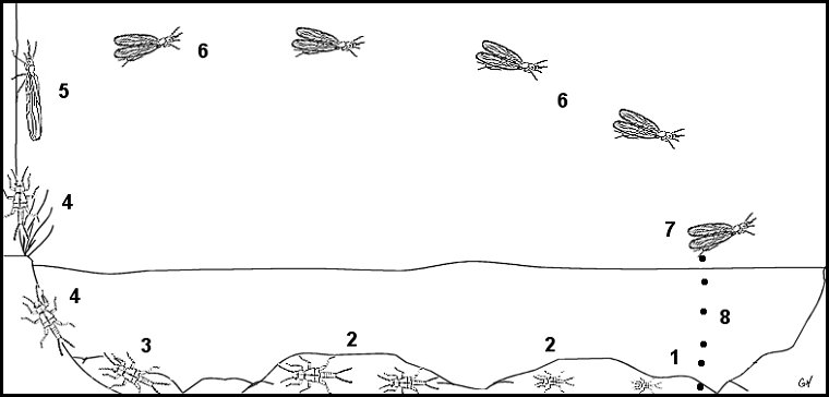 Aquatic insect, anatomy, Delaware, river, identification, mayflies, caddisflies, stoneflies.