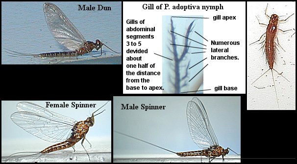 Aquatic insect, Paraleptophlebia adoptiva, Small Dark Quill, Blue Quill, Delaware, river, identification, mayflies, caddisflies, stoneflies.