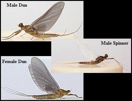 Aquatic insect, Drunella cornuta, Blue Winged Olive, Delaware, river, identification, mayflies, caddisflies, stoneflies.