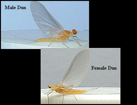 Aquatic insect, Ephemerella dorothea, Sulphur, Delaware, river, identification, mayflies, caddisflies, stoneflies.