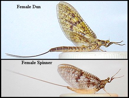 Aquatic insect, Ephemera guttulata, Green Drake, Delaware, river, identification, mayflies, caddisflies, stoneflies.