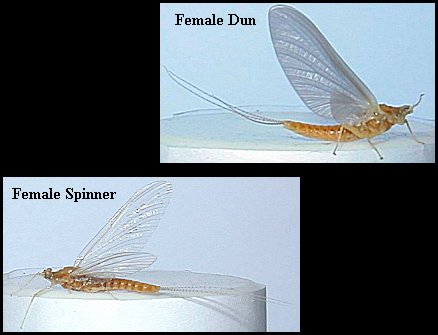 Aquatic insect, Ephemerella invaria, Sulphur, Delaware, river, identification, mayflies, caddisflies, stoneflies.