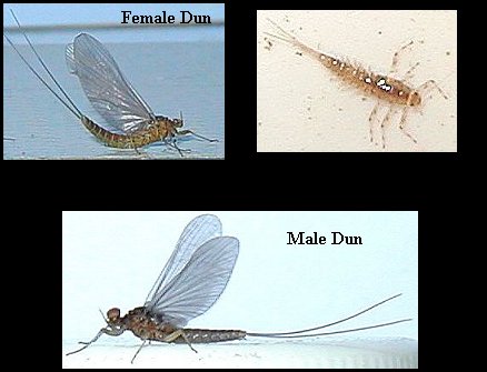 Aquatic insect, Baetis tricaudatus, Blue Winged Olive, Delaware, river, identification, mayflies, caddisflies, stoneflies.