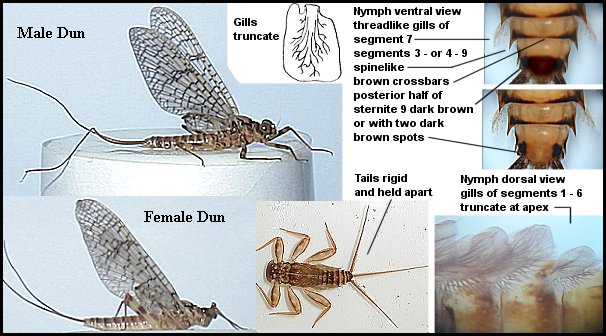Aquatic insect, Stenonema vicarium, March Brown - Gray Fox, Delaware, river, identification, mayflies, caddisflies, stoneflies.