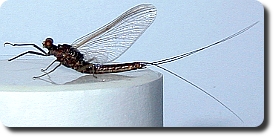 rusty spinner Ephemerella subvaria.