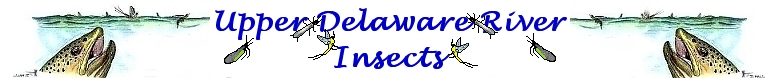 Delaware River Fly Fishing Guide, float trips for wild trout.